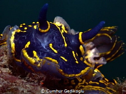 Felimare picta by Cumhur Gedikoglu 